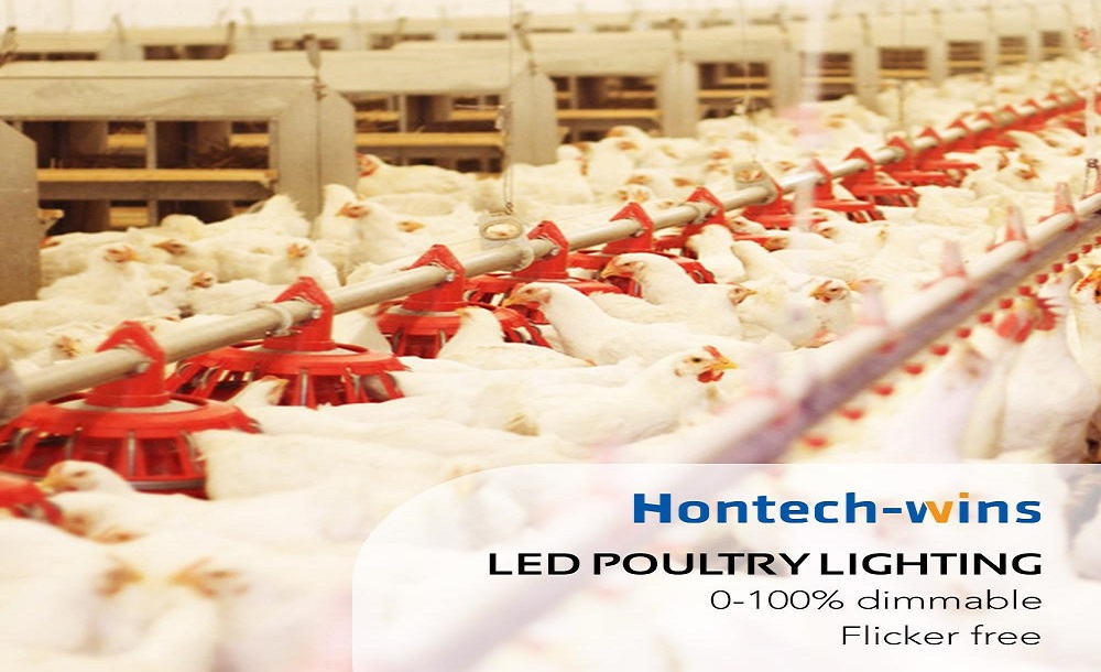 Hontech Wins LED Lighting Award for Healthier Chickens